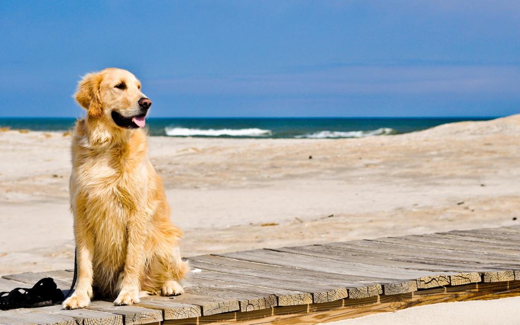 在海滩上的金毛猎犬