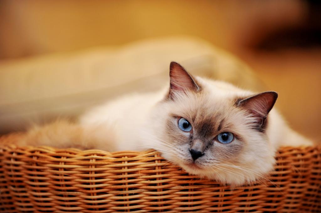 一只蓝眼睛的漂亮的猫躺在柳条篮子里