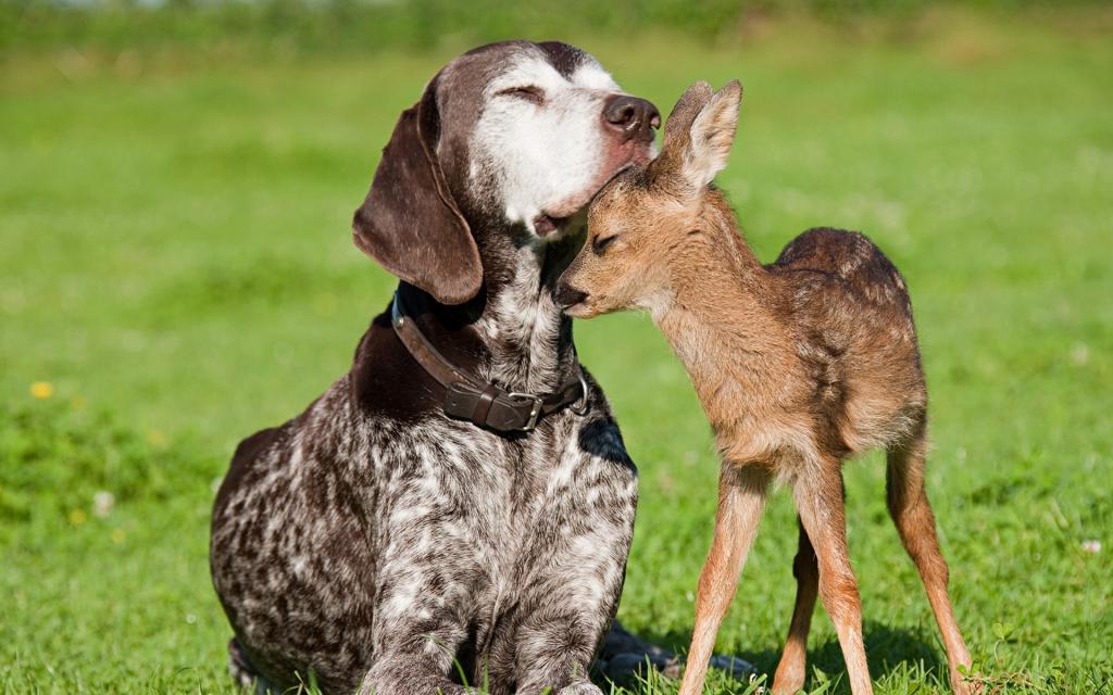 狗和小鹿
