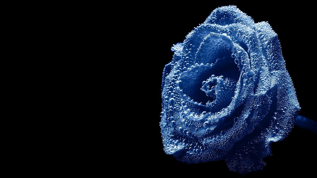 一朵蓝色的玫瑰淹没在水中