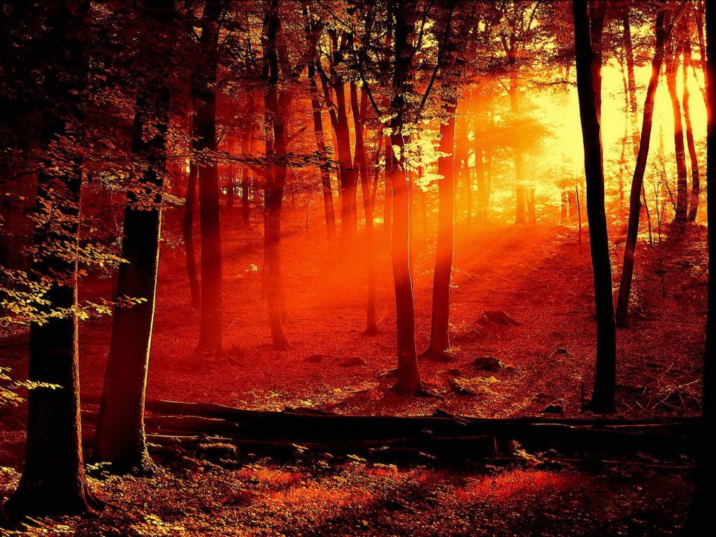 太阳光线在森林里