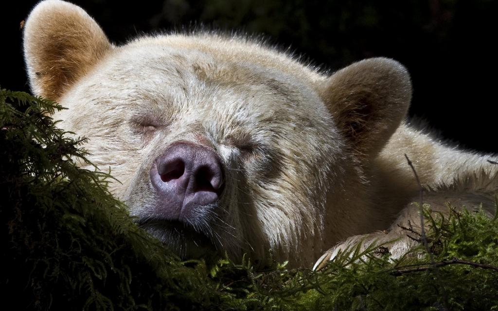 睡熊