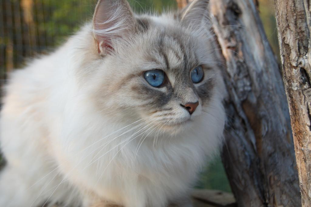 一棵美丽的西伯利亚猫在树中