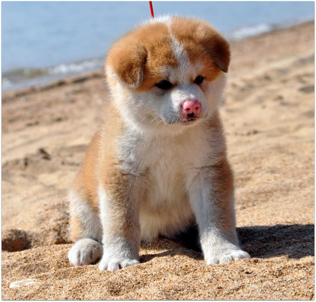 哀伤的小狗在沙滩上的秋田犬