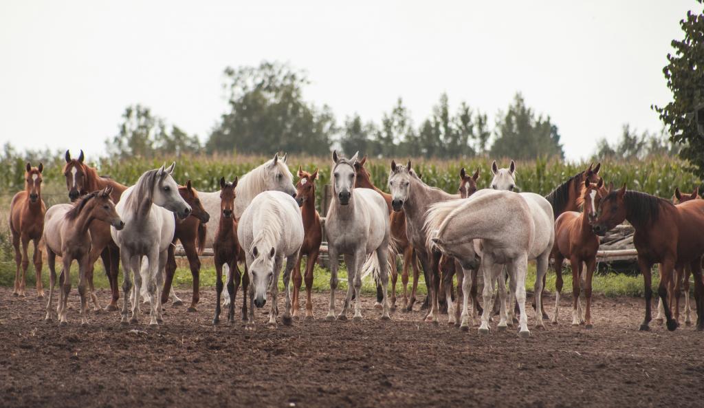 一大群美丽的白色和棕色的马