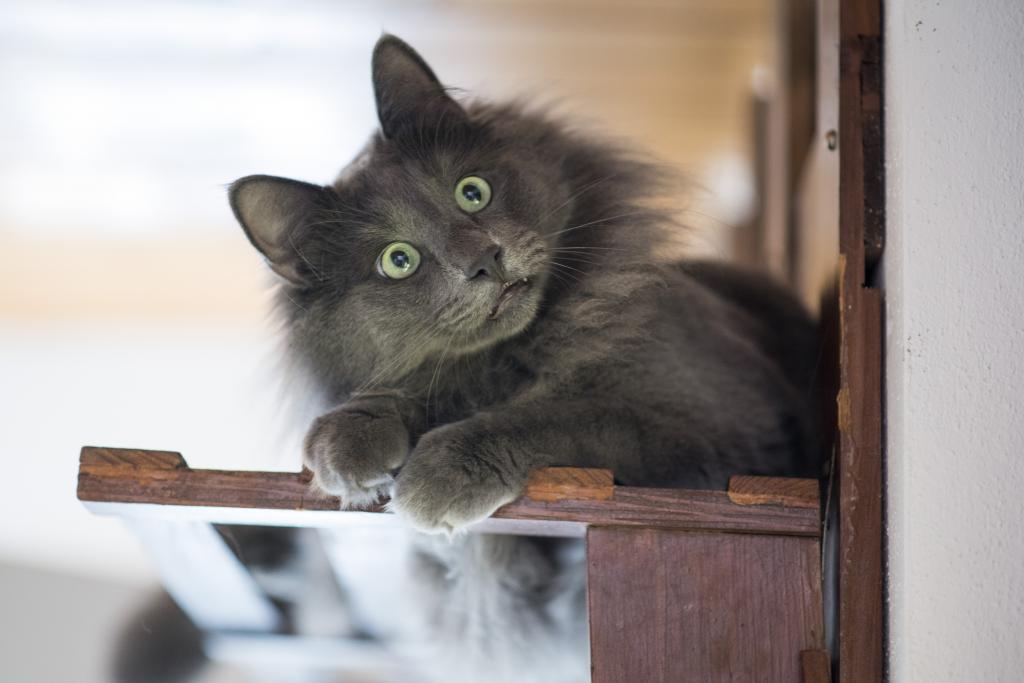 绿眼睛的灰色猫的惊奇的神色
