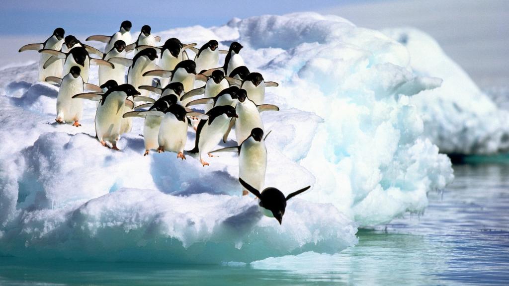 企鹅跳入水中
