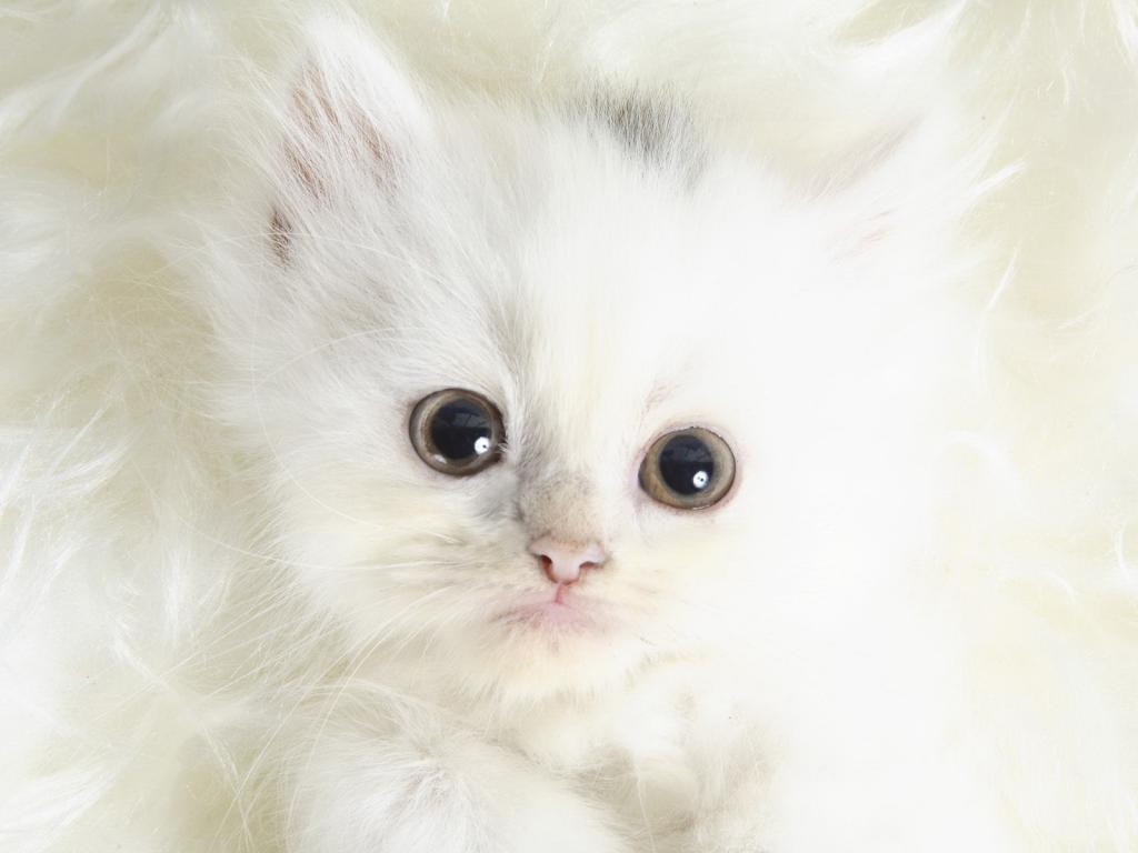 白色的小猫，黑色的眼睛
