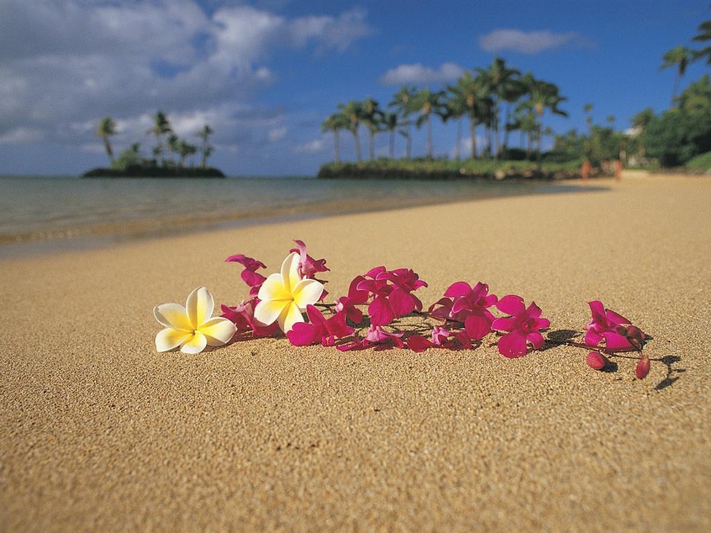 在夏威夷海滩上的花