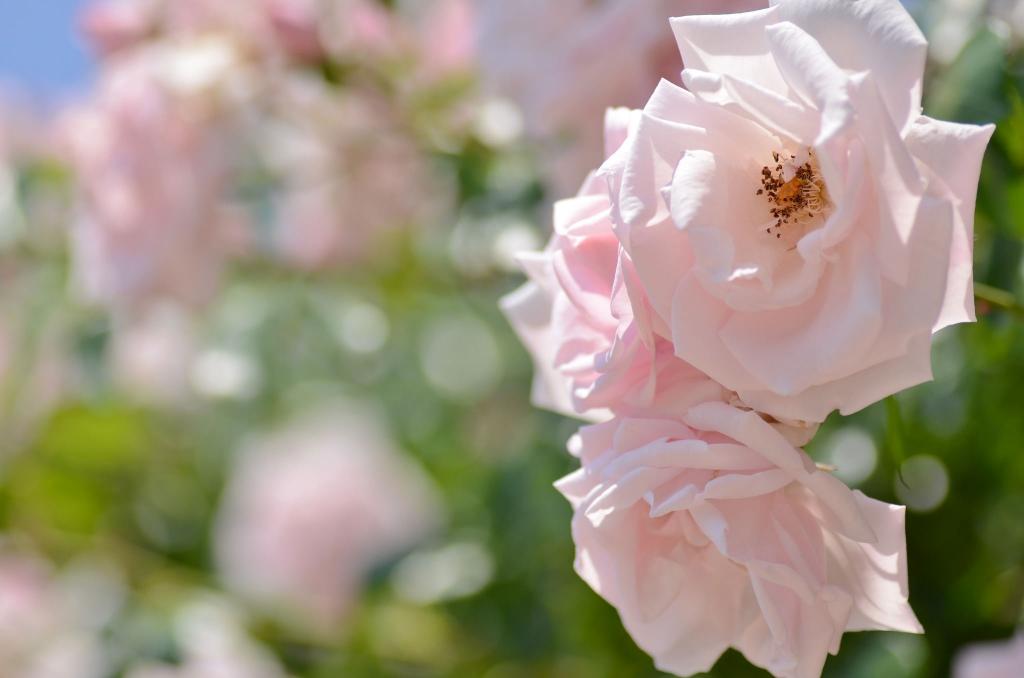 两个温柔的粉红色玫瑰在花园里