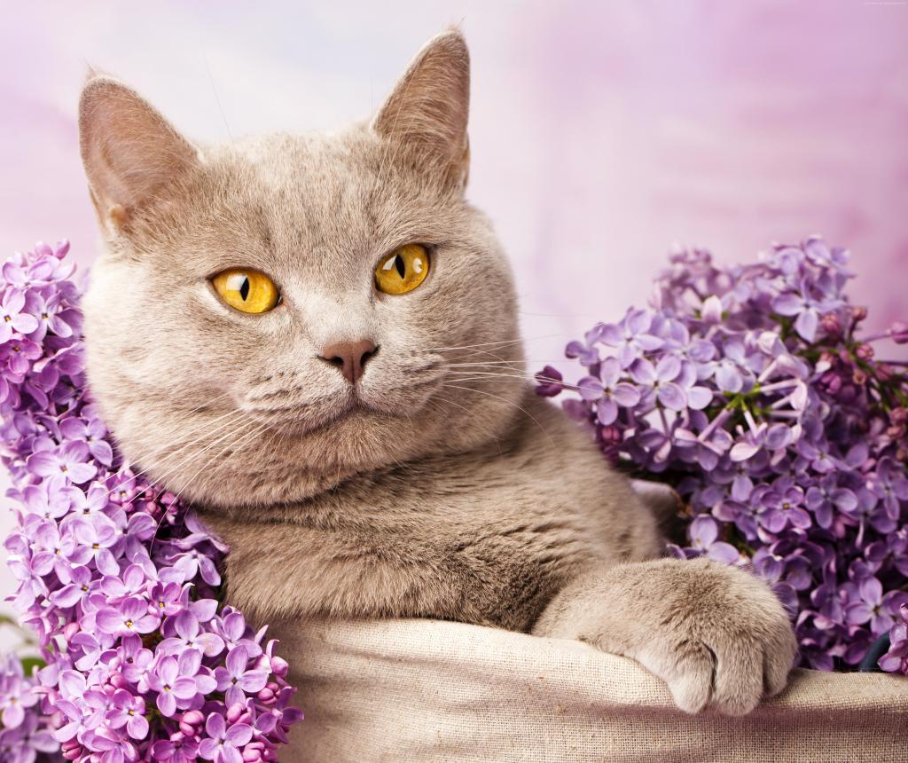 美丽的英国猫与丁香花