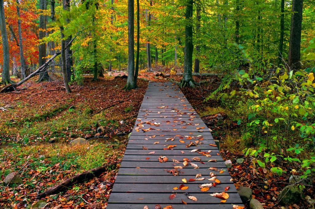 在秋天的森林里的路