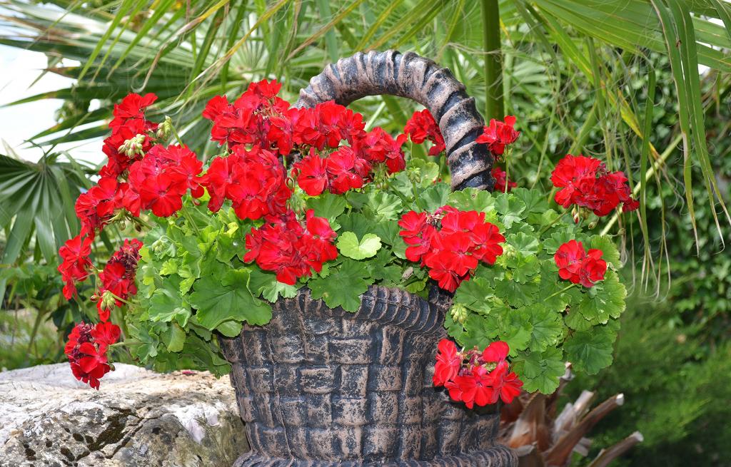 在一个花盆的红色天竺葵以篮子的形式