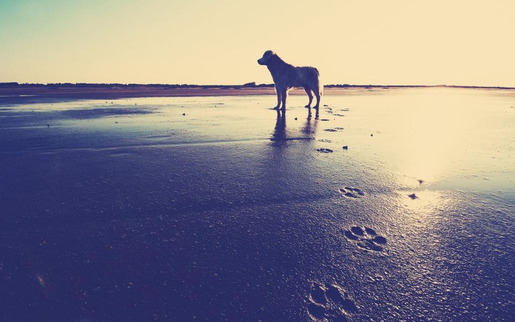 狗在沙滩上