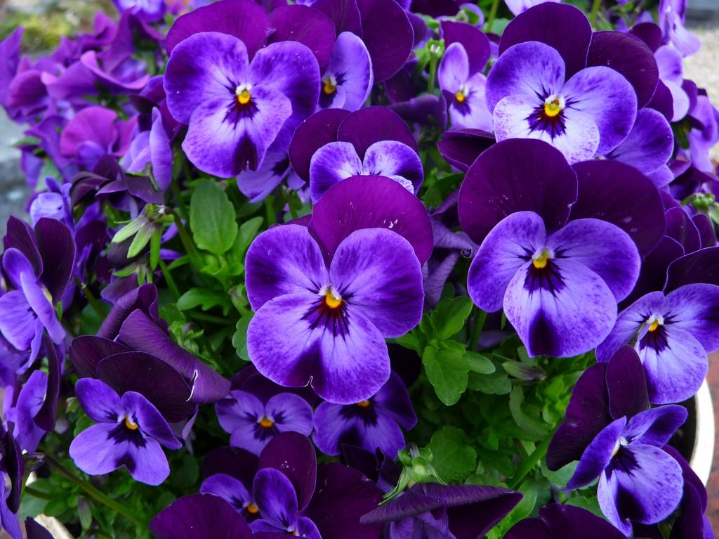 三色堇精致的小紫罗兰花