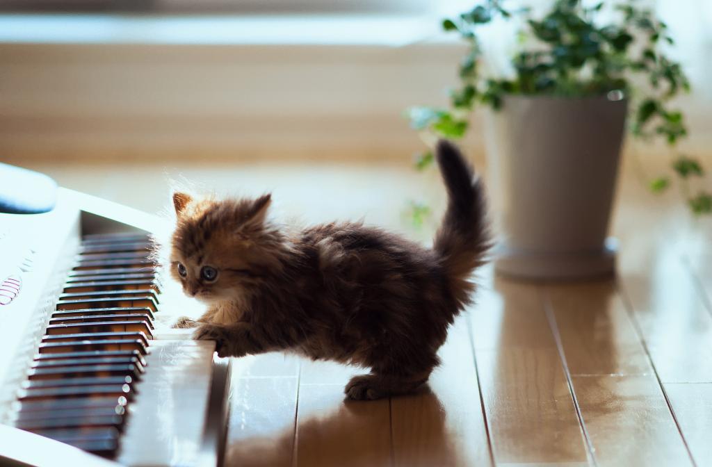 小猫音乐家