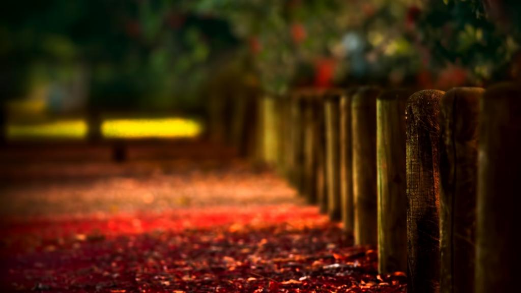 在木篱芭的胡同的红色叶子