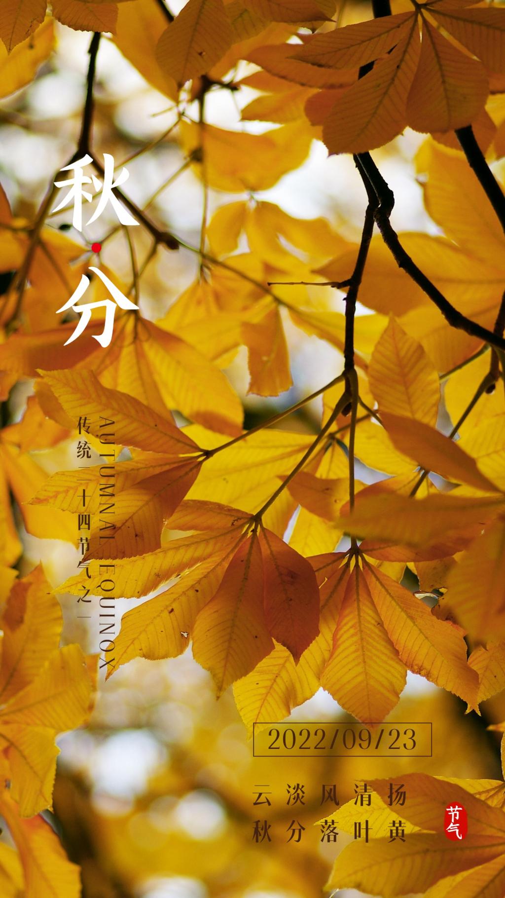 秋分节气祝福金黄树叶手机海报