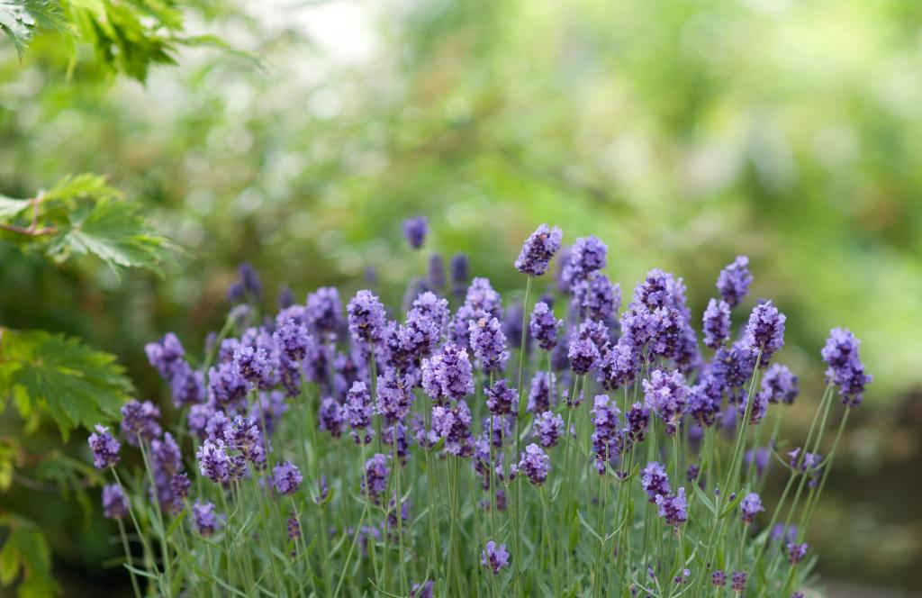 芬芳的淡紫色紫色花朵