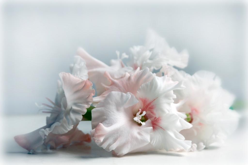 美丽的白色唐菖蒲花