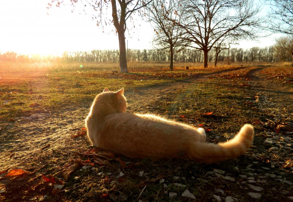 躺在路上的红猫在秋天