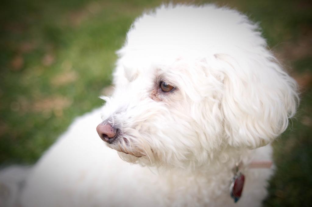 Bichon-Frize品种的一只狗看见了某人