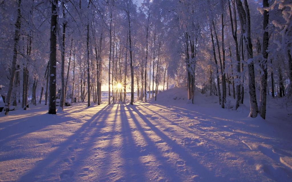 在冬季森林里沉默的晚上