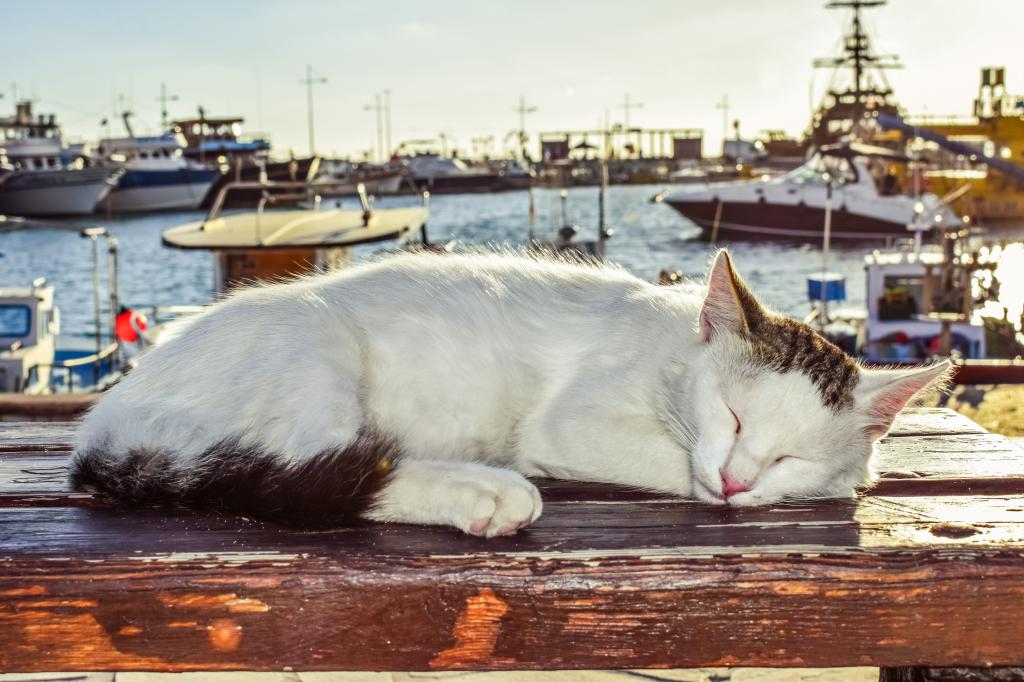 一只猫在港口的长椅上睡在阳光下