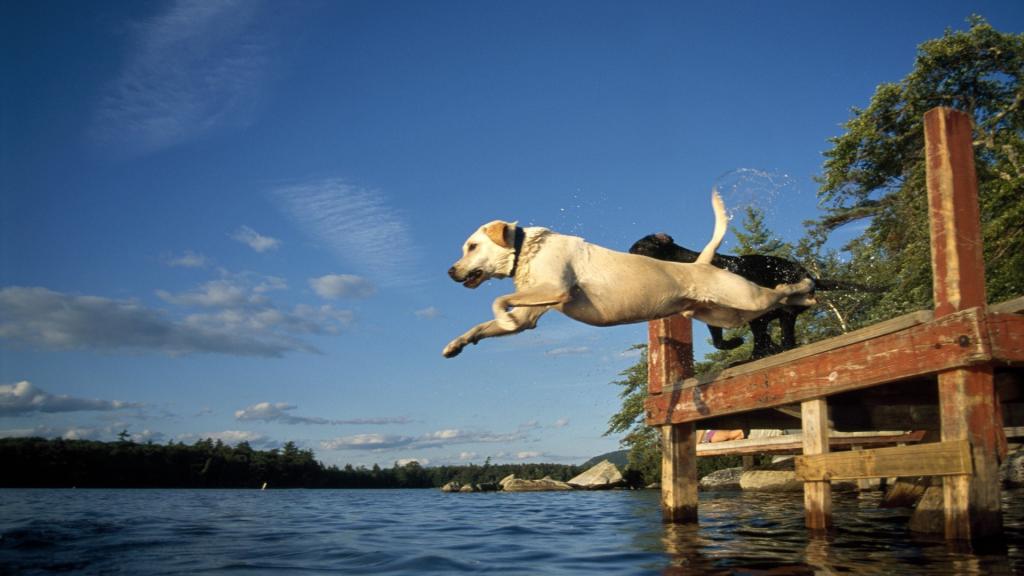 狗跳入水中