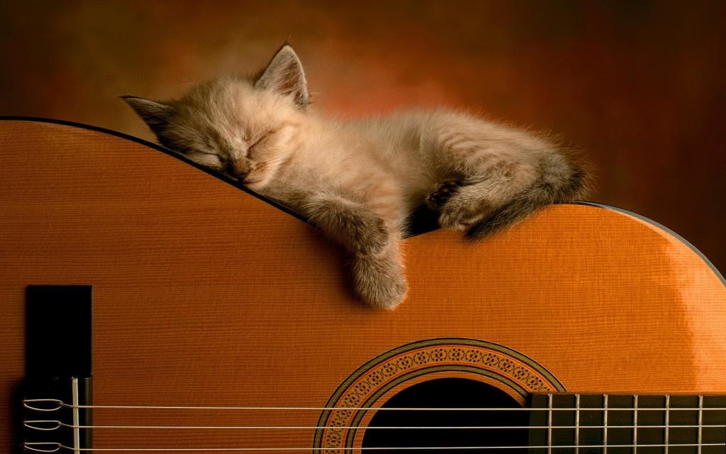 小猫睡在吉他上
