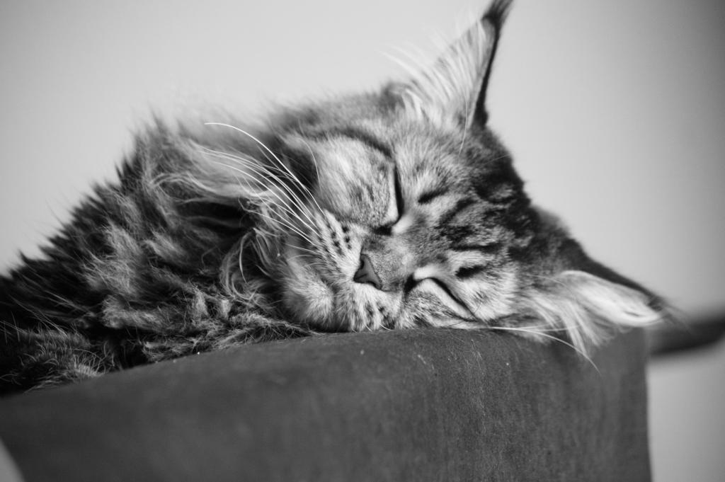 年轻的缅因库恩猫睡着了，黑白照片