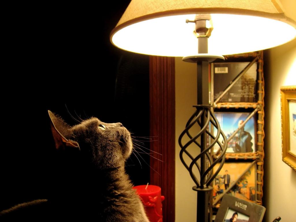 猫看着灯