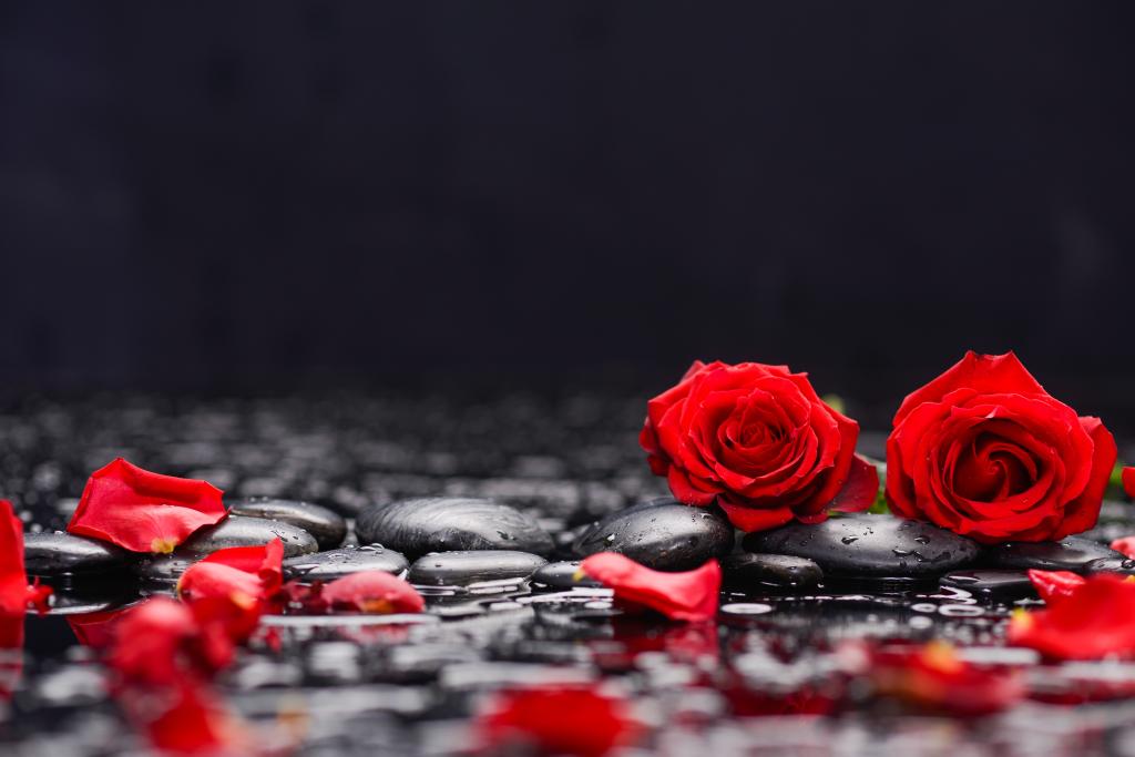 在黑色石头上的红玫瑰在水中