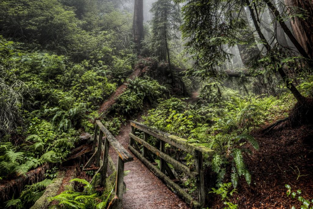 在森林里的木桥