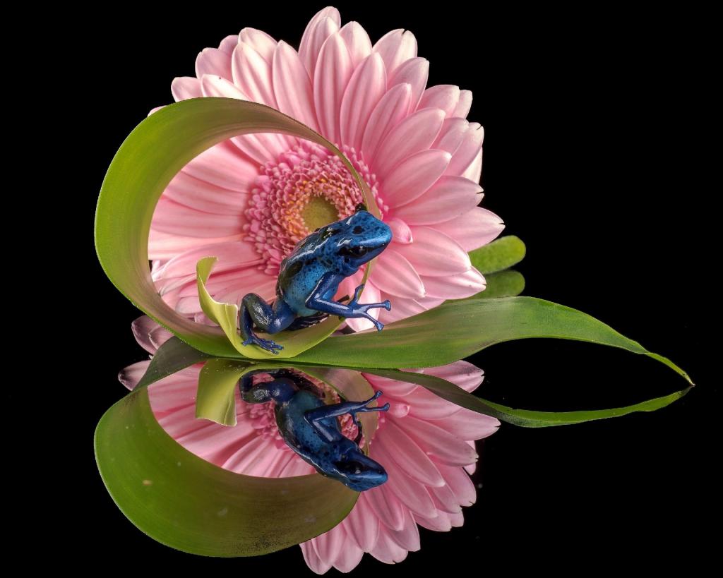 蓝色的青蛙和非洲菊反映在桌子的镜面上