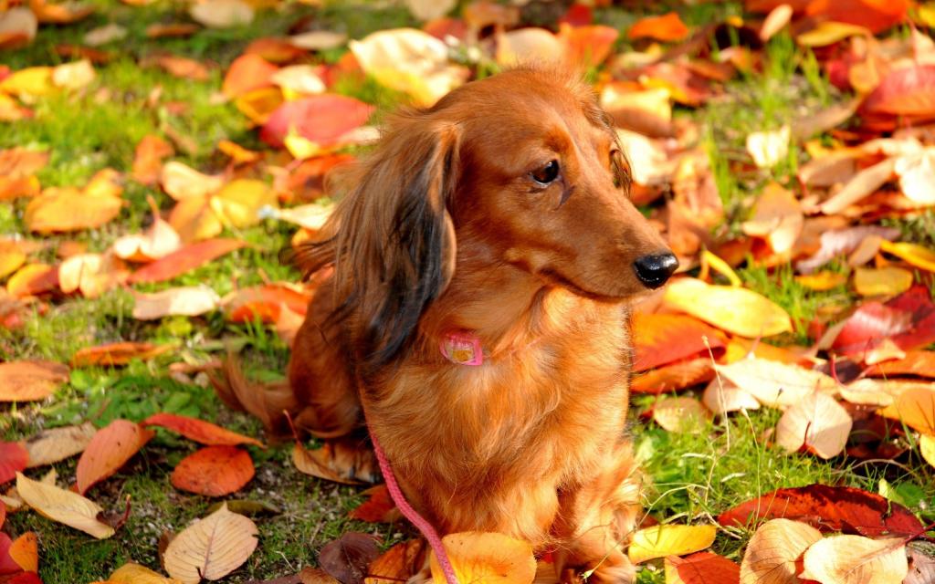 在秋天叶子中间的腊肠犬