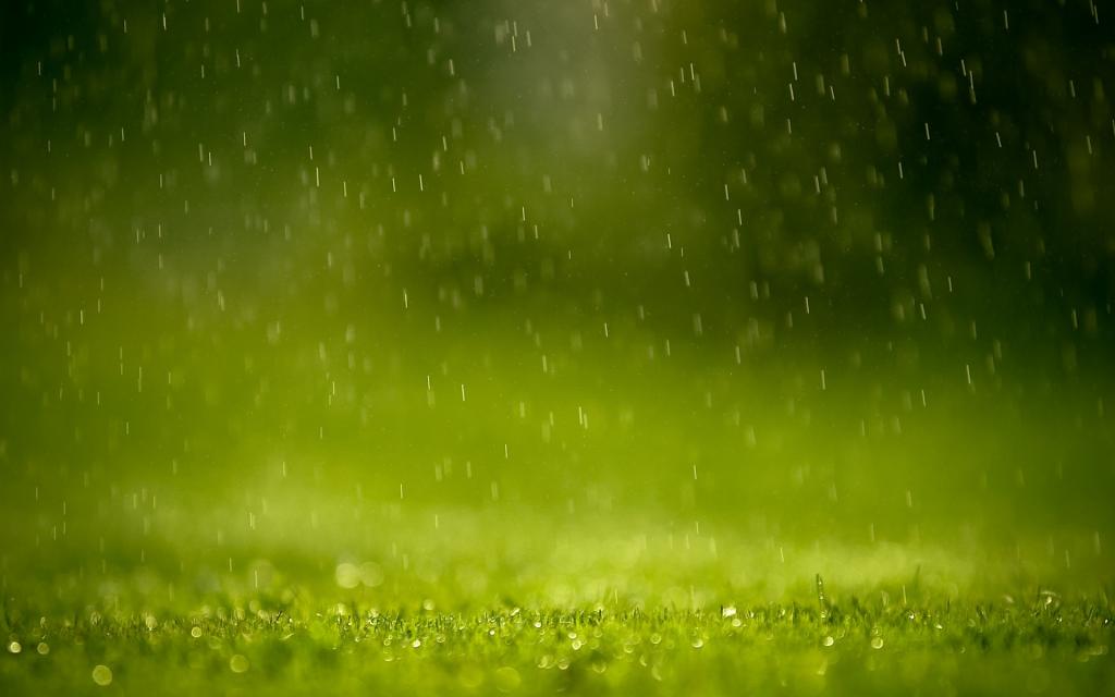 绿草在雨中，背景