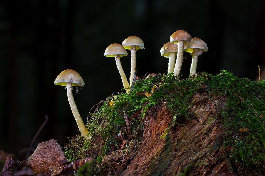 小蘑菇生长在苔藓覆盖的树桩上