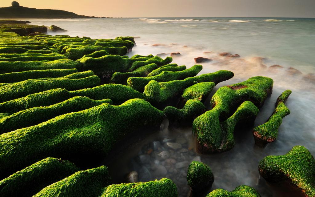 藻类在岩石上