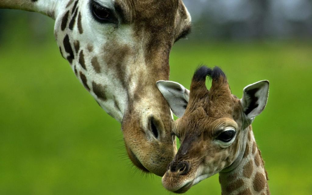 长颈鹿和她的宝贝