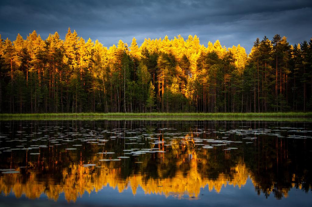 针叶林反映在湖水的清澈中