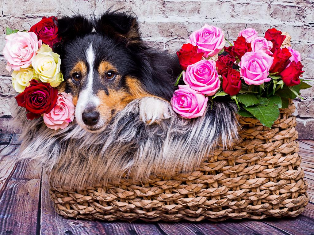 Sheltie狗躺在一个玫瑰篮子里