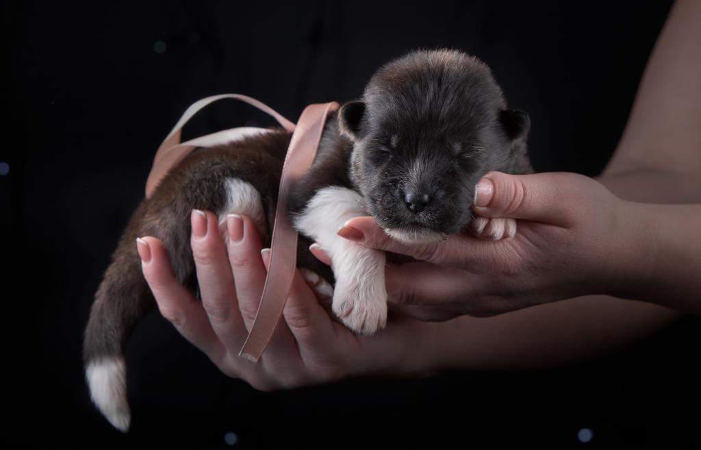 手掌上的一种品种美国秋田的小可爱的新生小狗