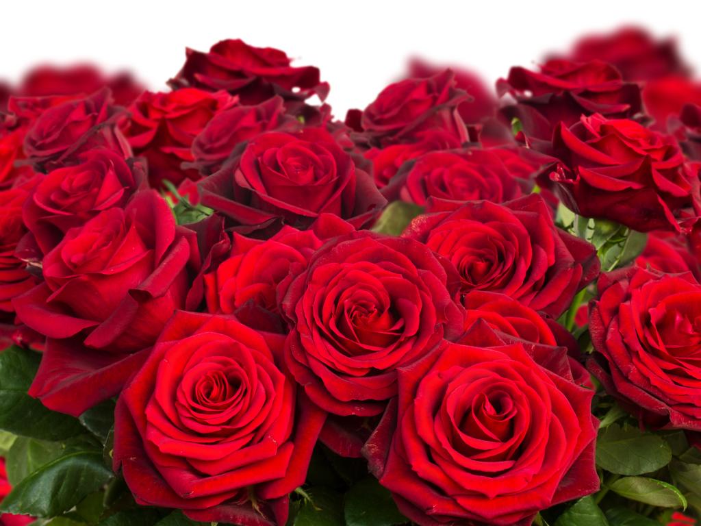 勃艮第的玫瑰特写美丽的花束