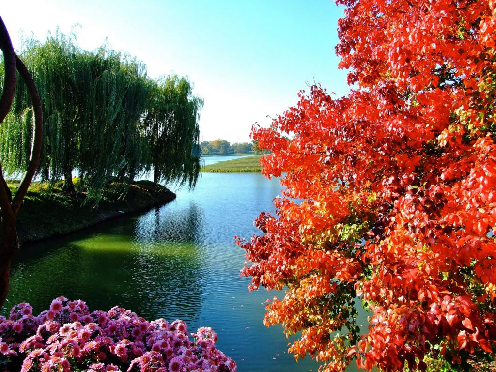 树木和花在公园里的湖边