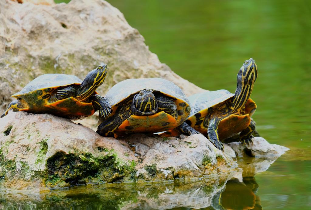三只乌龟在池塘边的一块石头上