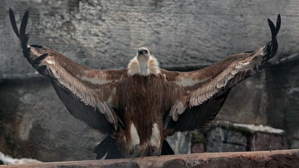 格里芬秃鹫在莫斯科动物园