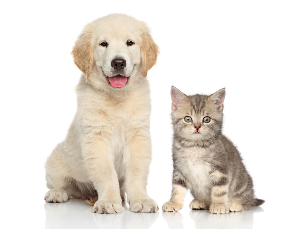 金毛猎犬和灰色小猫在白色背景上的小狗