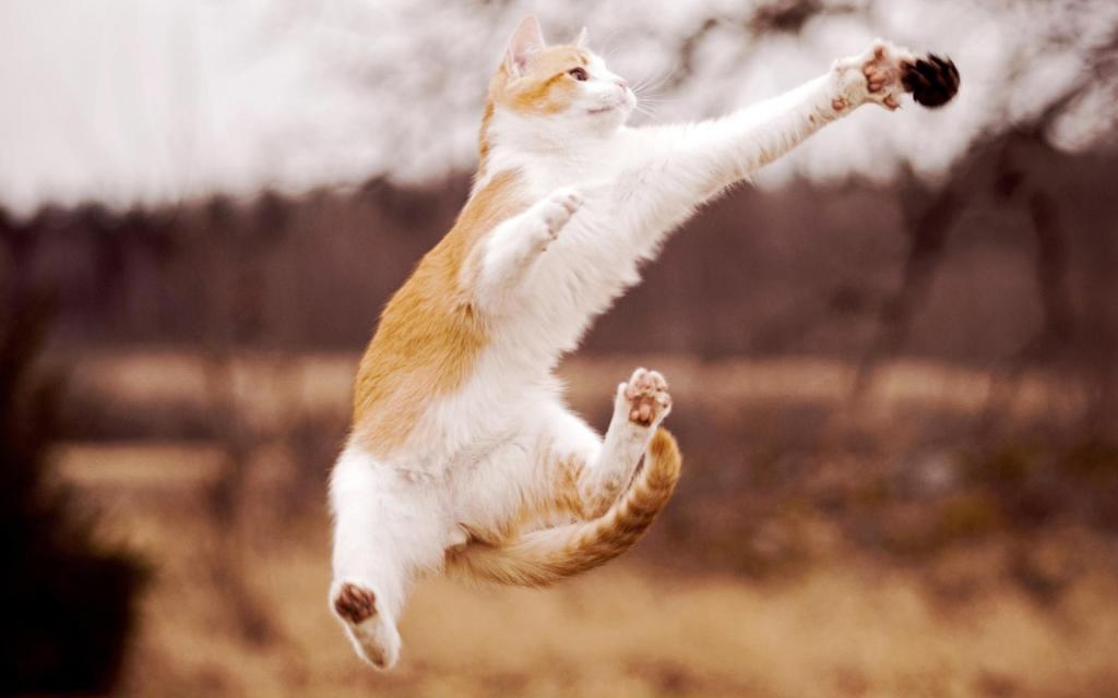 在跳跃的猫