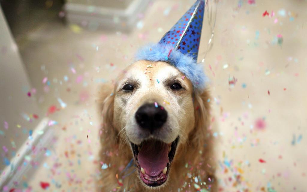 生日快乐的狗